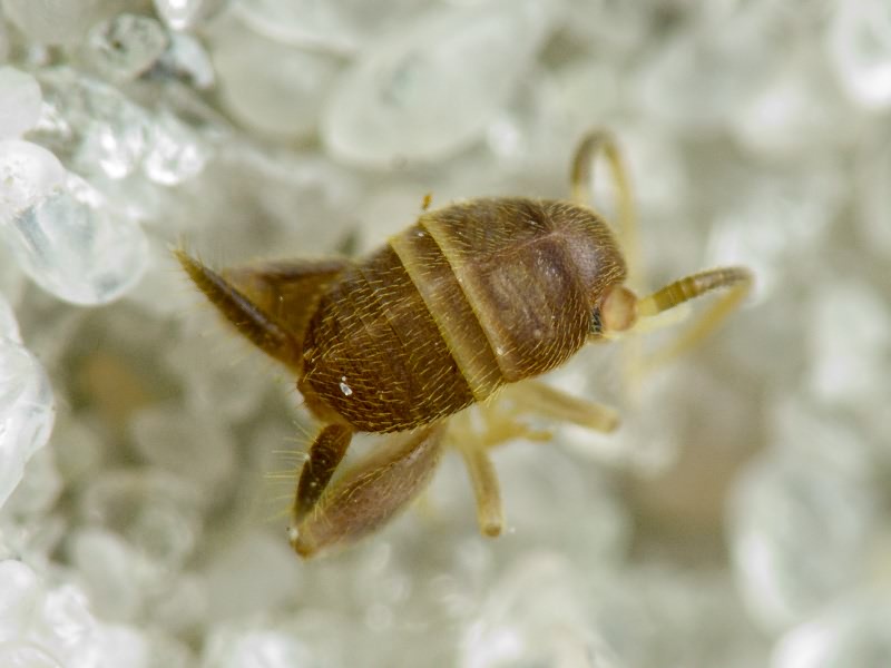 Myrmecophilus acervorum (Panzer, 1799)